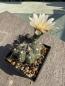 Preview: Gymnocalycium spec.